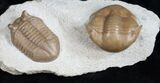 Beautiful Asaphus & Illaenus Trilobite Plate #11989-4